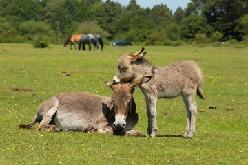 Photo sur Plexiglas Âne New Forest Hampshire England UK mère et bébé âne soleil d& 39 été