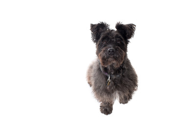 Portrait of Small Black Terrier in Studio