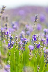 Obraz premium Flower, lilac, background.