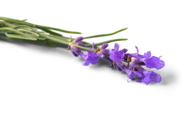 Lavender, Single Flower, Flower.