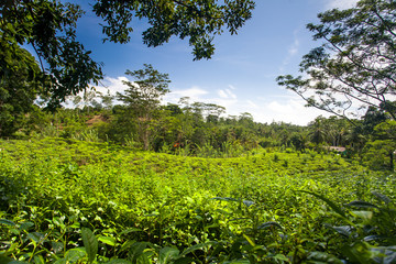 Tea plantation