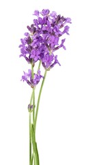 Lavender, Flower, Isolated.