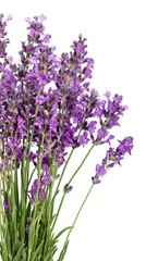 Naklejka premium Lavender, Lavender Coloured, Flower.