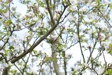 Blossom apple tree