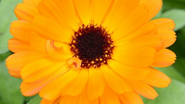 Ringelblume, Calendula offic.,Nahaufnahme der Bl&uuml;te