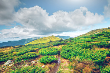 Mountain landscape in summer