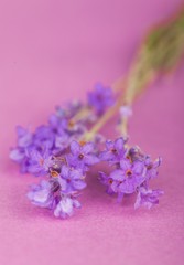 Fototapeta premium Lavender, Flower, Single Flower.