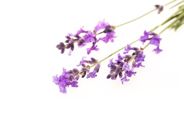 Lavender, Spa Treatment, Flower.