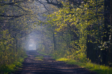 Forest path in spring