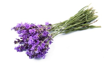 Fototapeta premium Lawenda, kwiat, ziołolecznictwo.