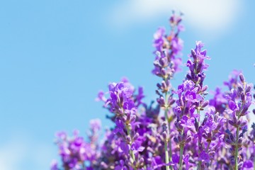 Lavender, Herb, Plant.