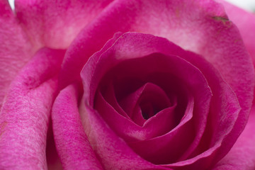 Fototapeta na wymiar Pink rose closeup