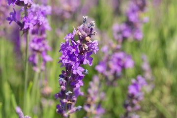 Lavender, Flower, Plant.