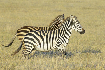 Two Zebra (Equus quagga) running on savanna at sunrise, Serengeti National Park, Tanzania