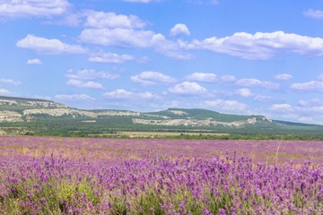 Obraz premium Lavender, Purple, Provence-Alpes-Cote d'Azur.