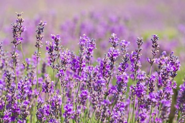 Lavender, Field, Provence-Alpes-Cote d'Azur.