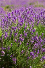 Lavender, Field, Provence-Alpes-Cote d'Azur.