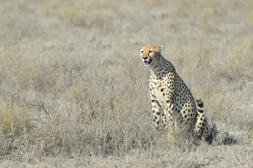 Cheetah (Acinonyx jubatus) sitting on savanna, looking around, Serengeti national park, Tanzania.
