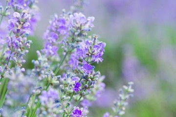 Fototapeta na wymiar Lavender, Flower, Single Flower.