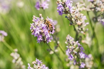 Lavender, Flower, Plant.