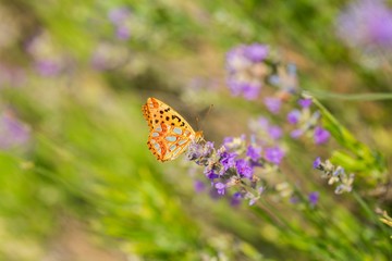 Lavender, Flower, Plant.
