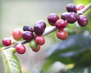 Fresh coffee trees beans