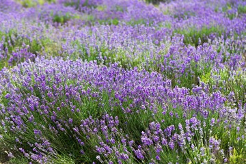 Obraz premium Lavender, Field, Provence-Alpes-Cote d'Azur.
