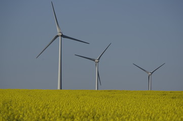 Wind turbines in rapefields