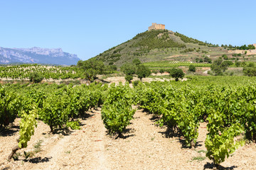Fototapeta na wymiar Vineyard with Davaillo castle as background, La Rioja