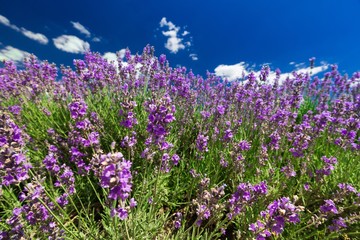 Lavender, Purple, Provence-Alpes-Cote d'Azur.