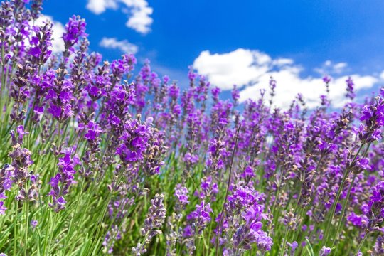 Lavender, Flower, Lavender Coloured.