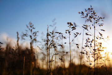 травы вид снизу