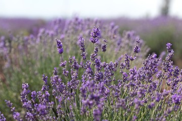 Lavender, Flower, Field.