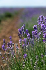Lavender, Flower, Field.