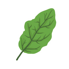 Green leaf of tree, vector illustration