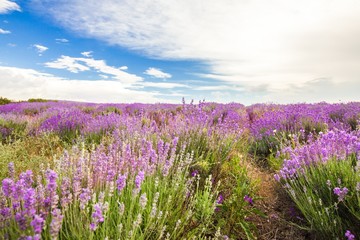 Naklejka premium Lavender, Provence-Alpes-Cote d'Azur, Field.