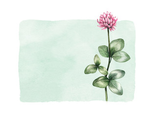 Watercolor wild flower illustration