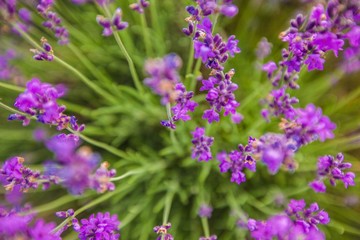 Lavender, Flower, Lavender Coloured.