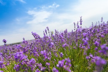 Fototapeta premium Lavender, Field, Lavender Coloured.