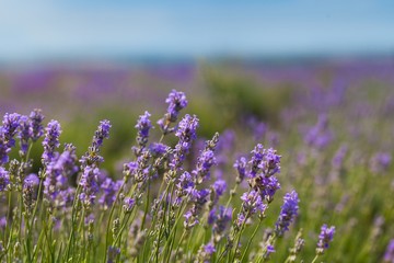 Lavender, Lavender Coloured, Flower.