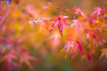 autumn leaves, very shallow focus