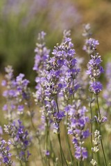 Lavender, Flower, Field.