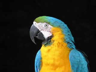 Ara