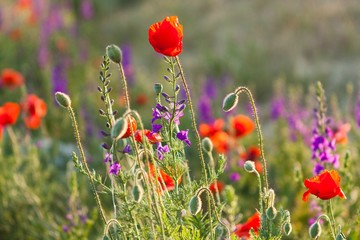 Field, Meadow, Flower.