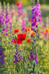 Naklejka premium Field, Meadow, Flower.