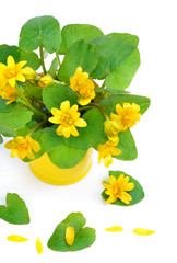 Yellow marsh marigold isolated on white