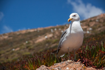 Seagull with background