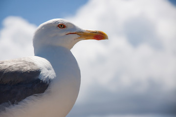 Seagull with clouds background