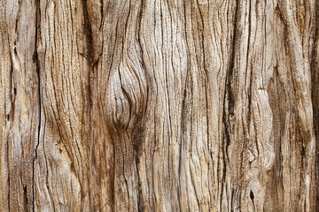Fototapeta premium Rustic wooden texture