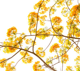 Flam-boyant flower background